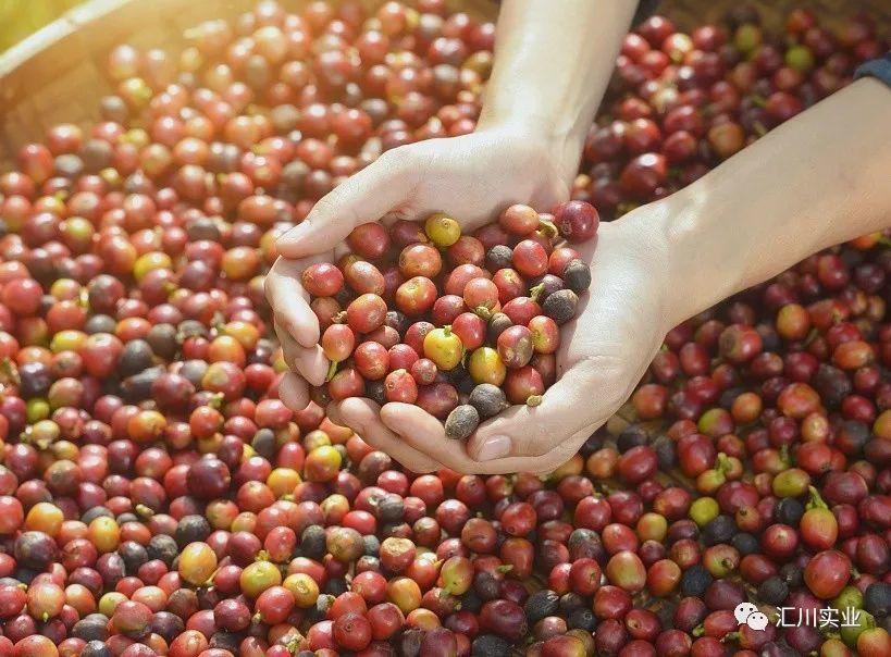 埃塞俄比亚咖农对自己种的咖啡有很深的感情